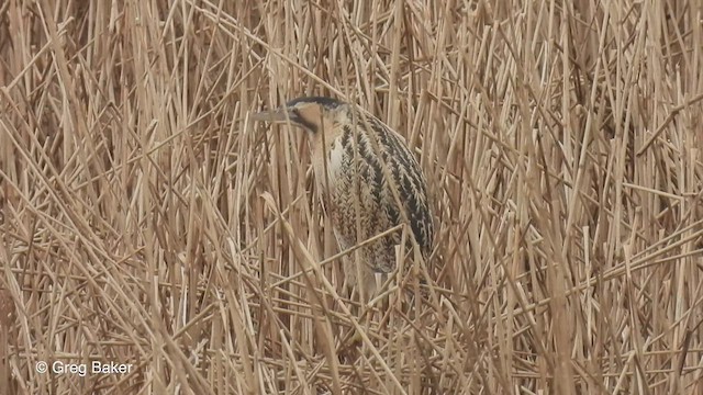 Eurasian Bittern - ML547633901