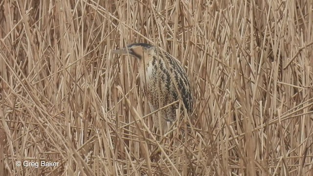 Great Bittern - ML547633901