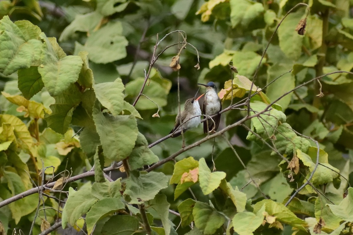 Violet-crowned Hummingbird - ML547633941