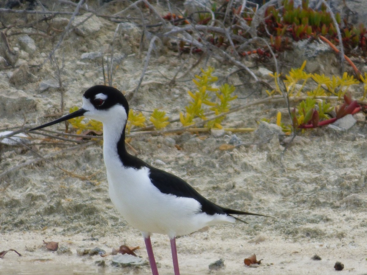 Black-necked Stilt - Tarra Lindo