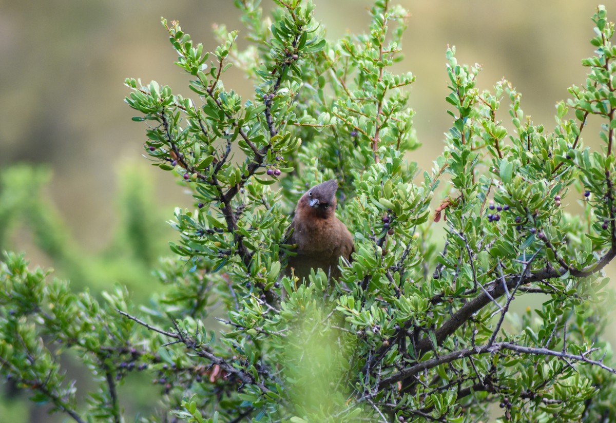 Brown Cacholote - ML547634871