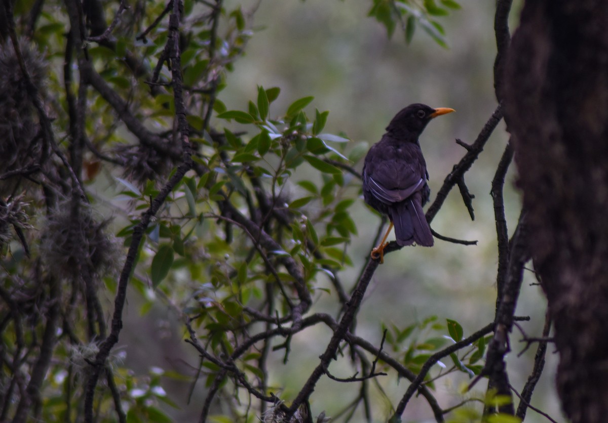 Chiguanco Thrush - ML547634901