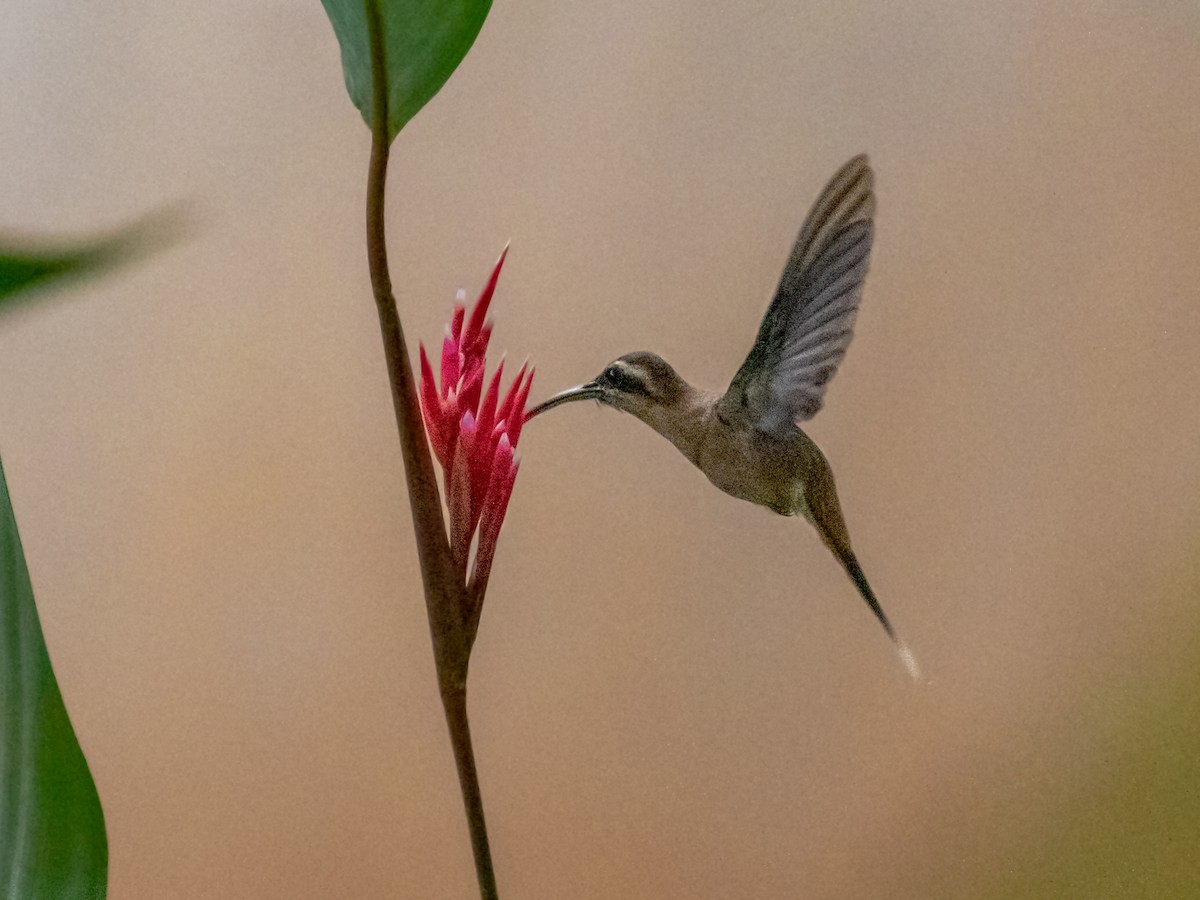 kolibřík skořicový - ML547635051