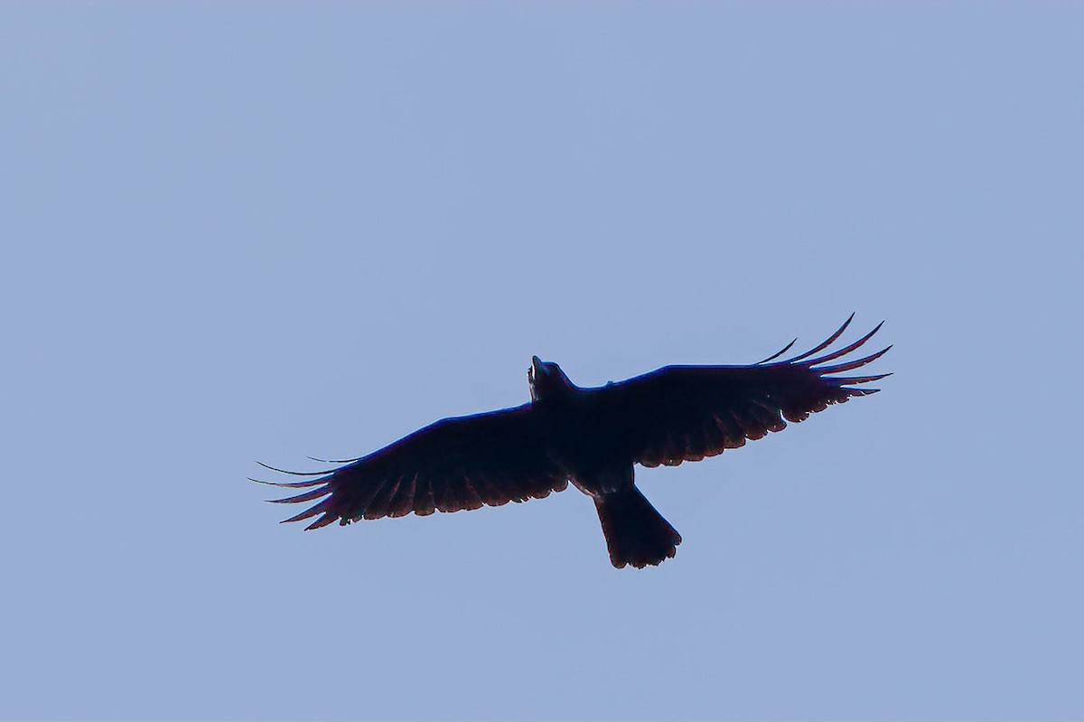 Large-billed Crow - ML547637121