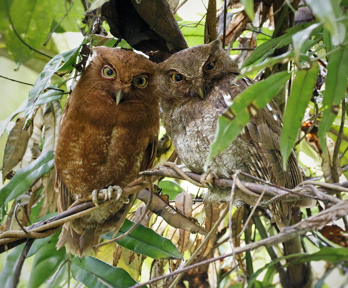 Autillo del Chocó - ML547637631