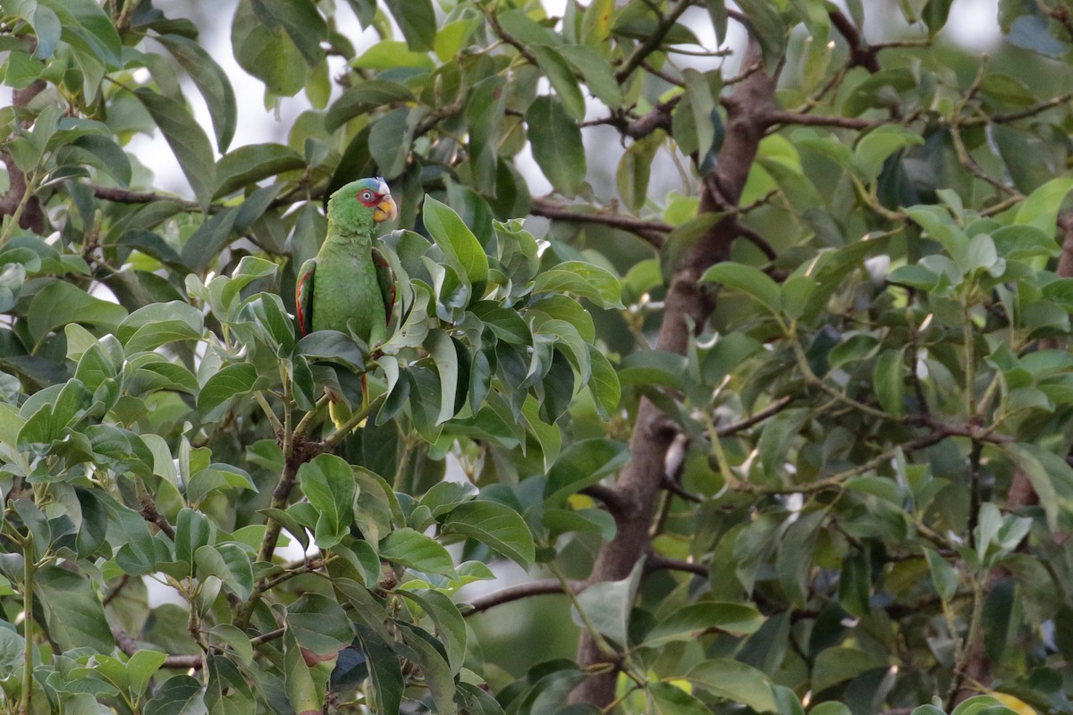 White-fronted Parrot - ML54763791