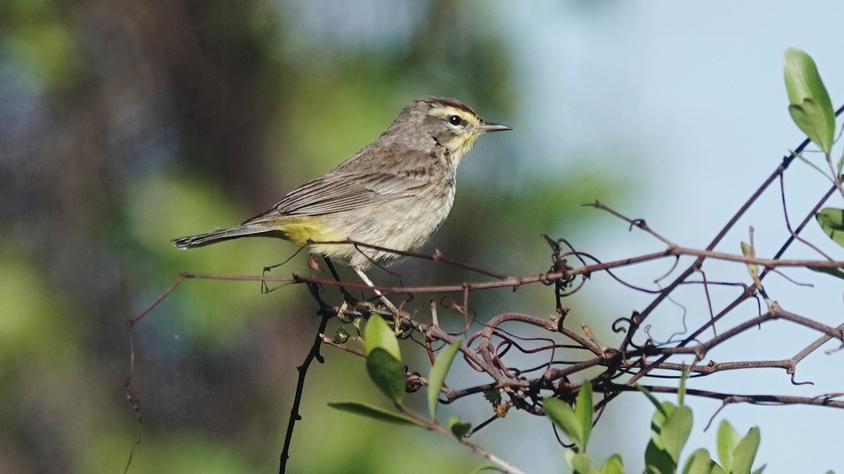 Reinita Palmera (palmarum) - ML547638431