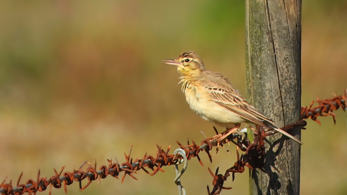 Tawny Pipit - ML547638481