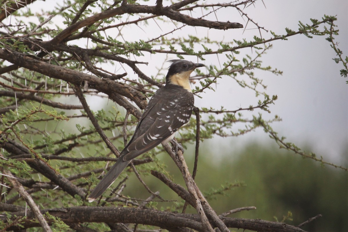 Great Spotted Cuckoo - ML547638721