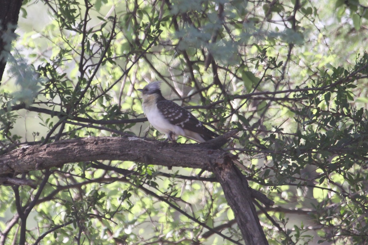 Great Spotted Cuckoo - ML547639951
