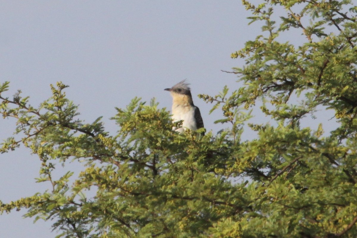 Great Spotted Cuckoo - ML547640231