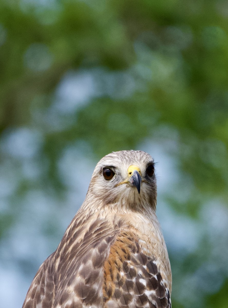 Red-shouldered Hawk - ML547640451