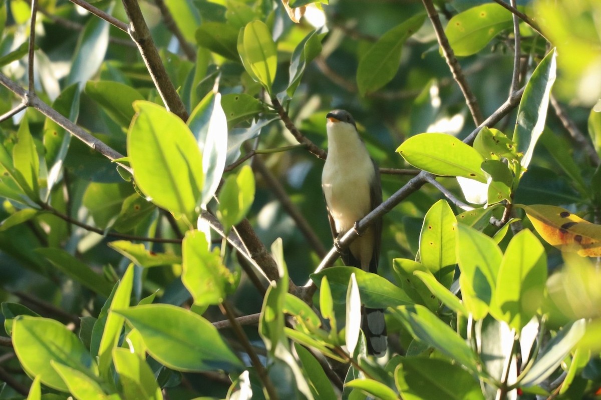 Mangrove Cuckoo - ML547640811