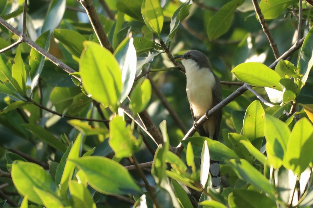 Mangrove Cuckoo - ML547640821