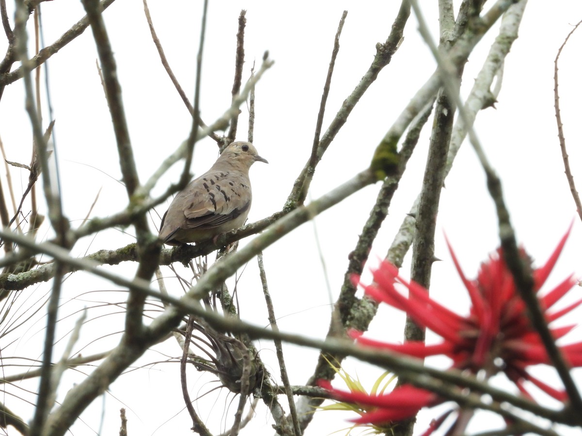 Ecuadorian Ground Dove - ML547640961