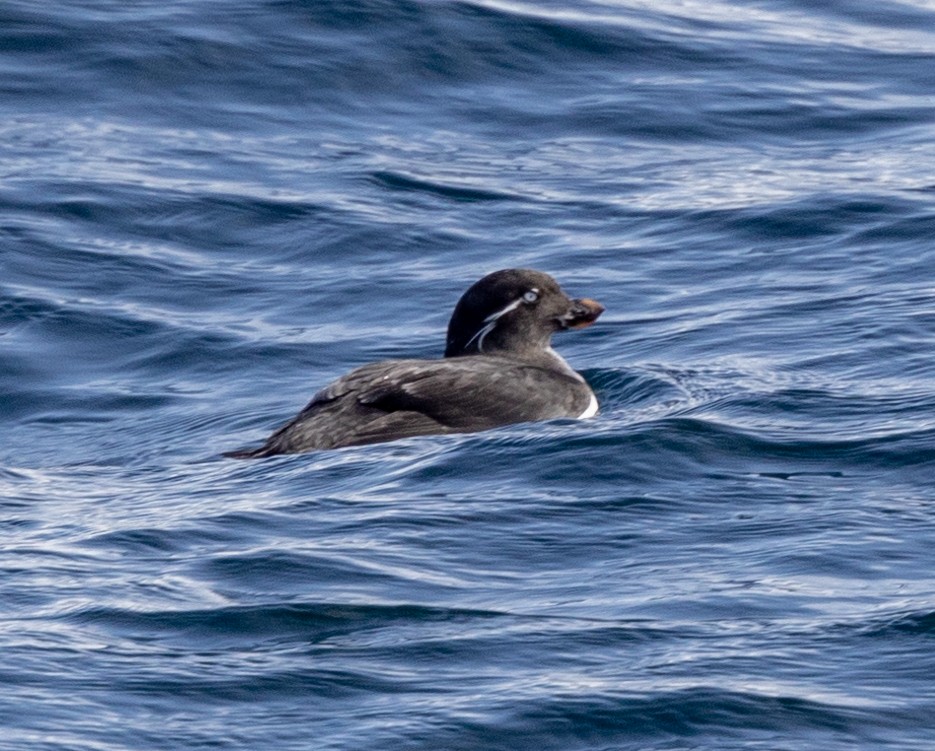 Parakeet Auklet - ML547641251