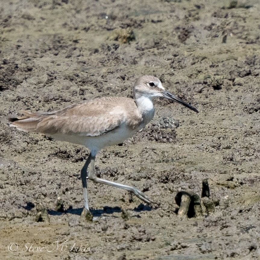 Willet - ML547641941