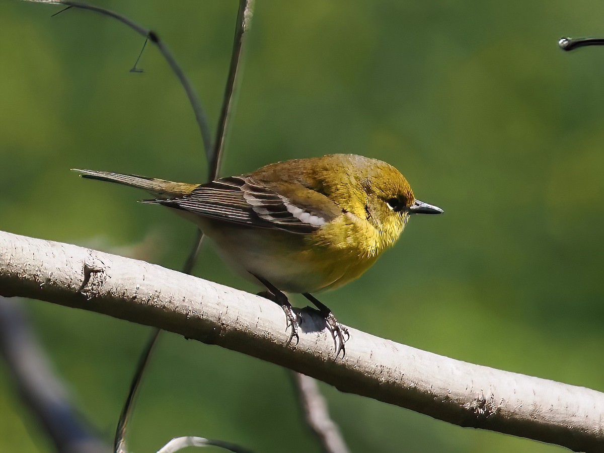 Pine Warbler - ML547642621