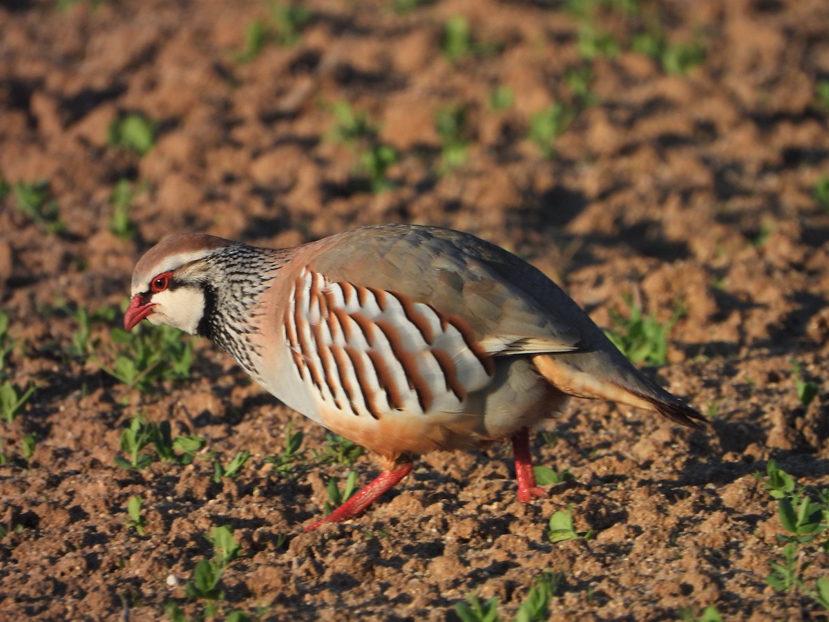 Red-legged Partridge - ML547642781