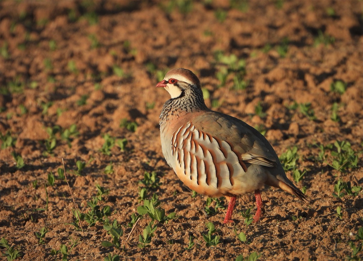 Red-legged Partridge - ML547642791