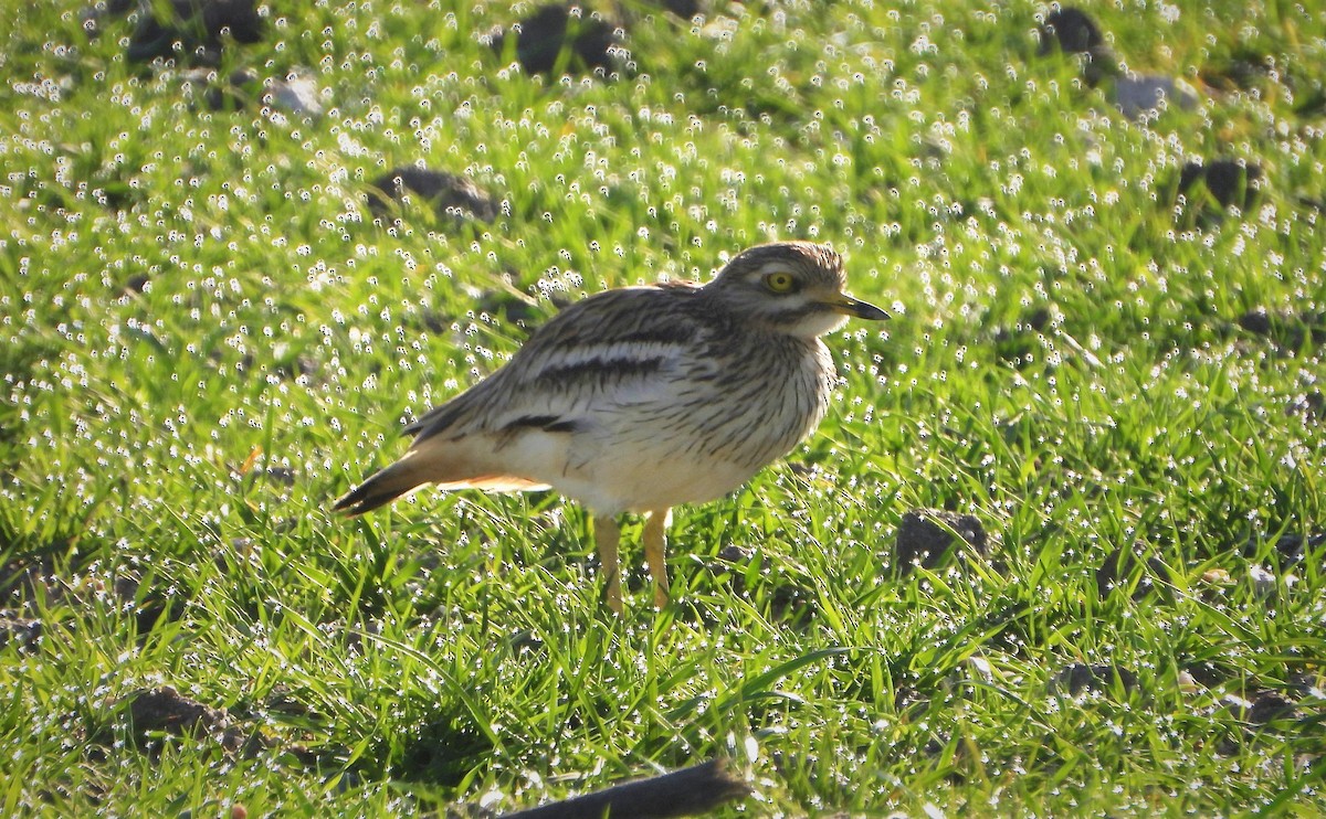 Eurasian Thick-knee - ML547643071