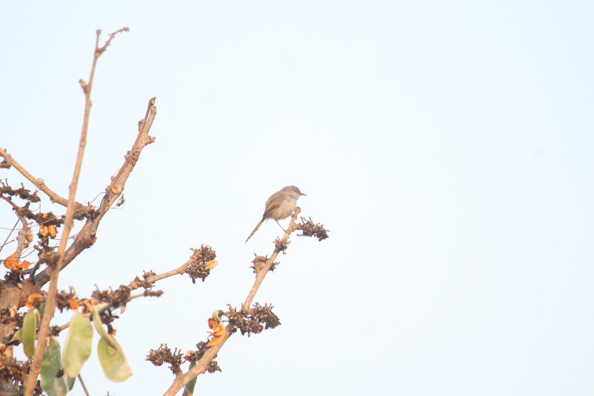 Gray-breasted Prinia - Karthick VS