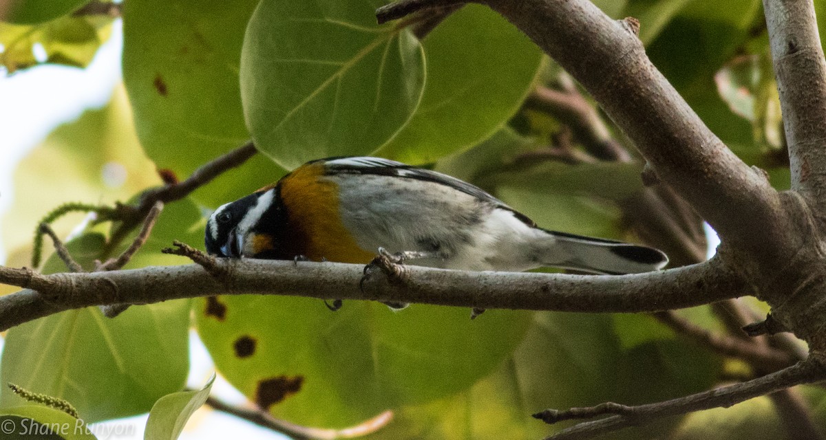 Western Spindalis (Bahamas Black-backed) - ML54764501