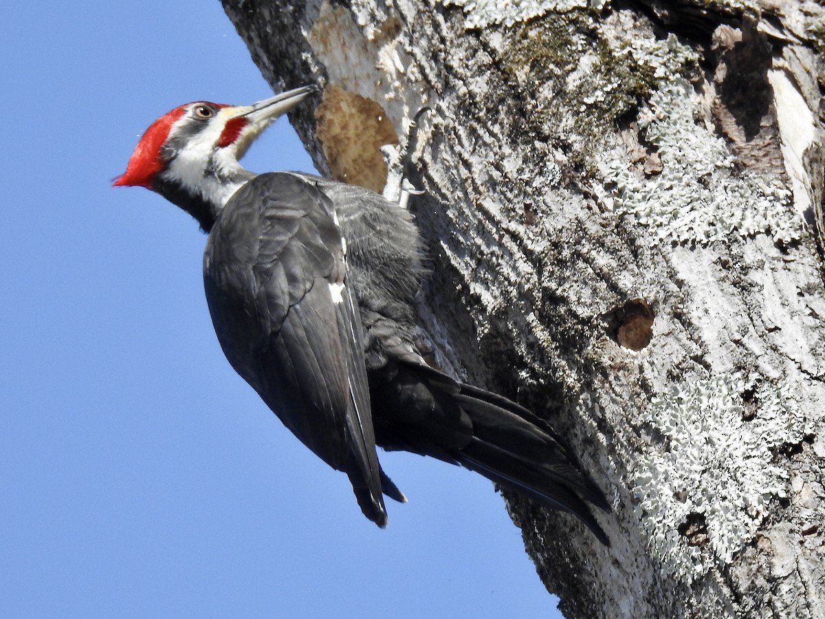 Pileated Woodpecker - Laurie  Keefe