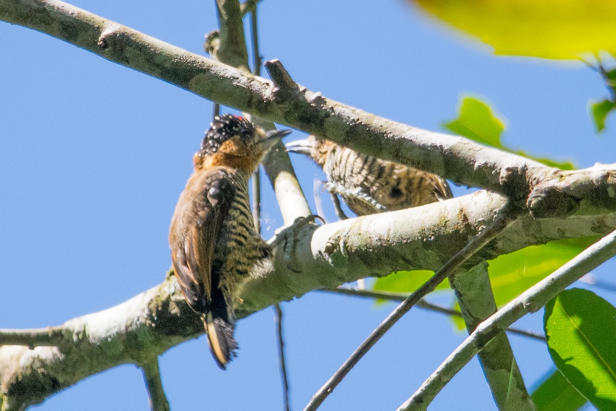 Ochre-collared Piculet - Claudio Martin