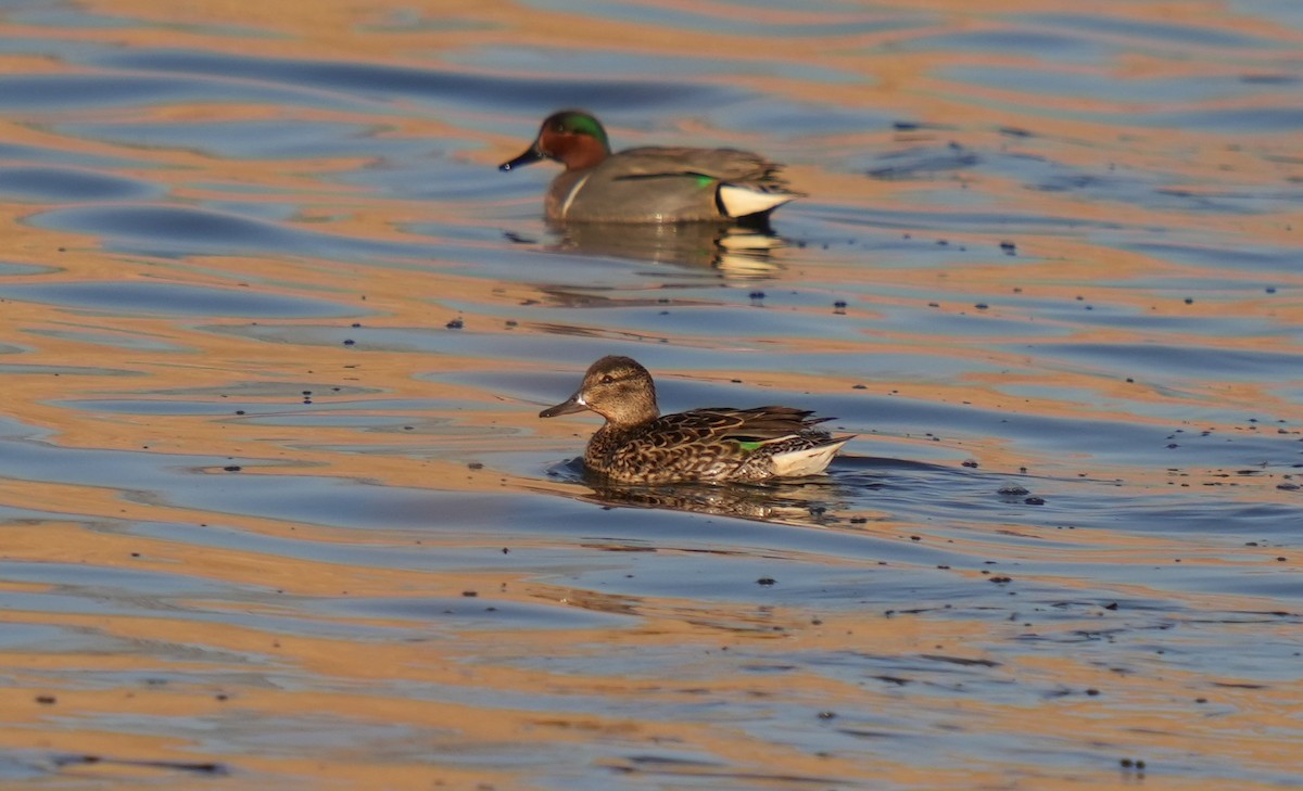 Green-winged Teal - ML547646321