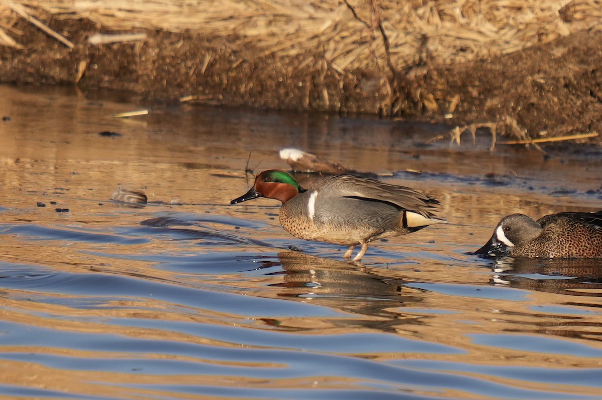 Green-winged Teal - ML547646331
