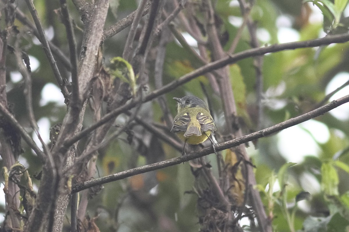 Ashy-headed Tyrannulet - ML547646731