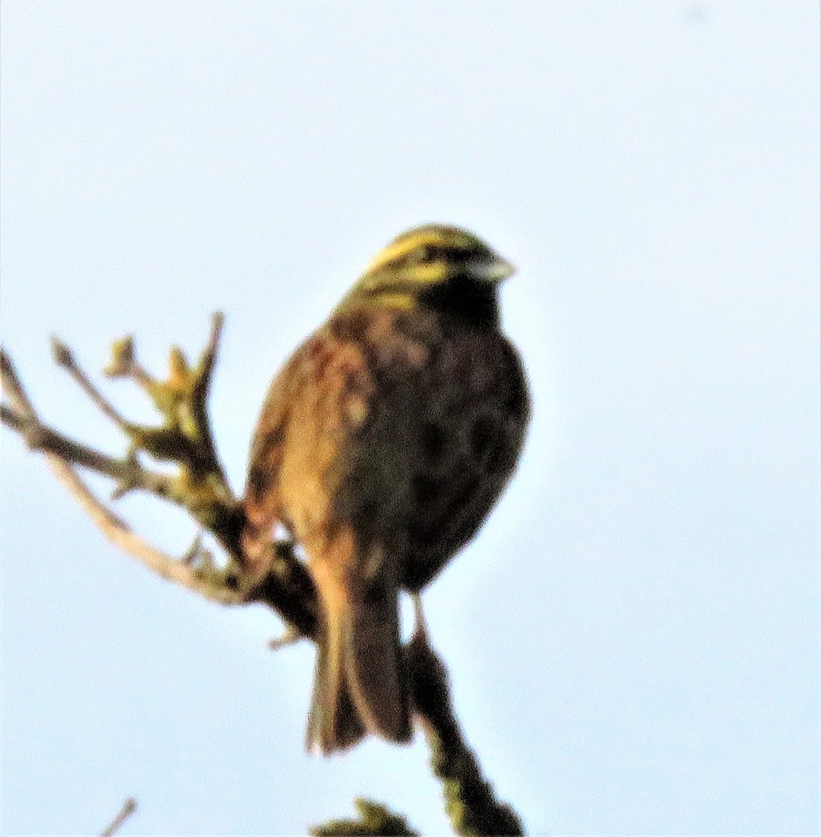 Cirl Bunting - Carmelo de Dios