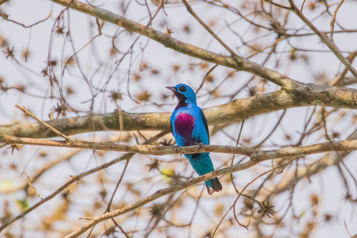 ML547647541 - Turquoise Cotinga - Macaulay Library