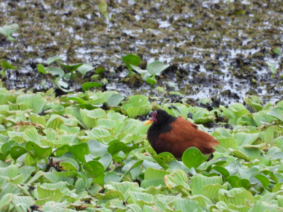 Wattled Jacana - ML547647731