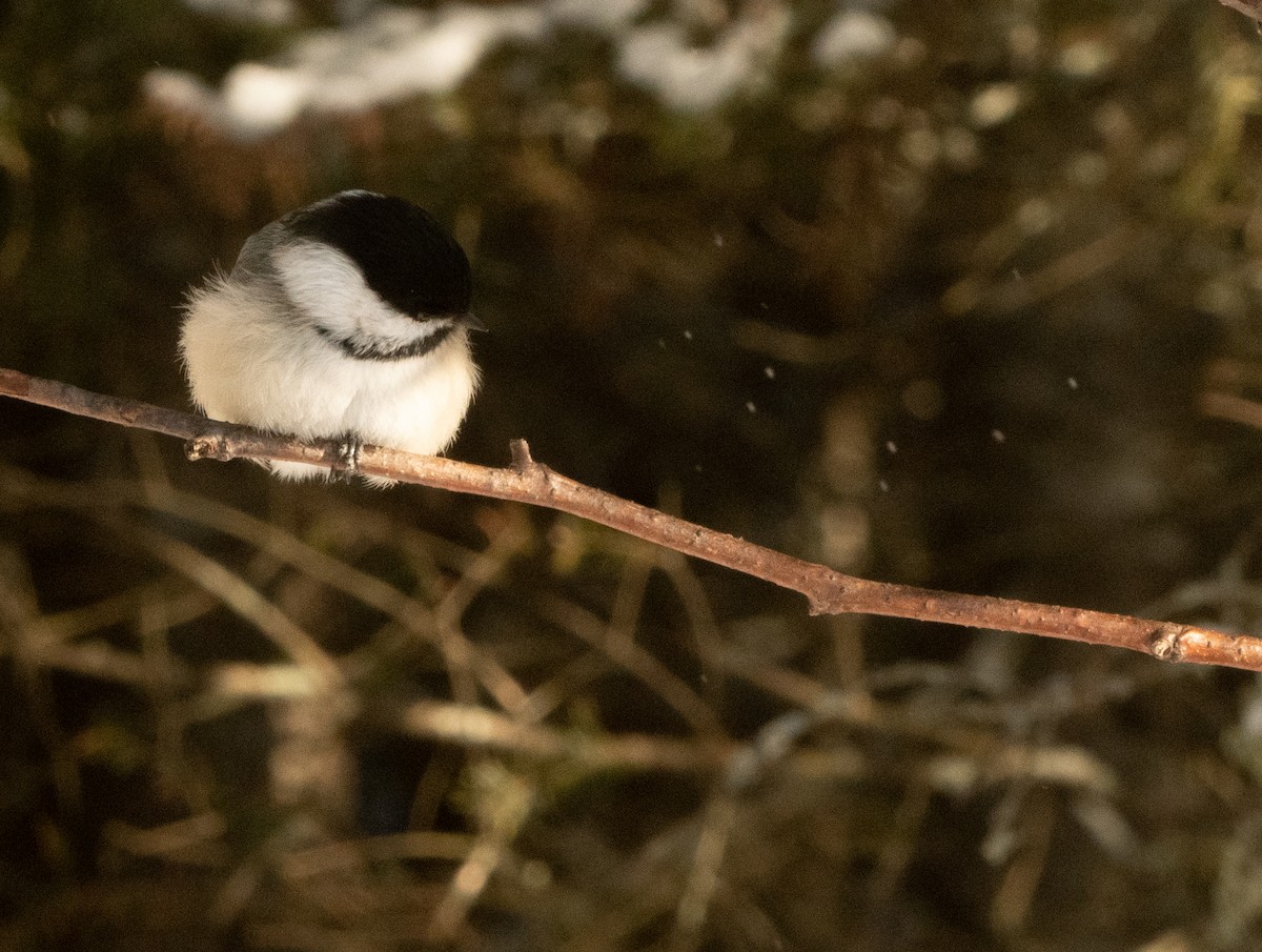 Black-capped Chickadee - ML547648171