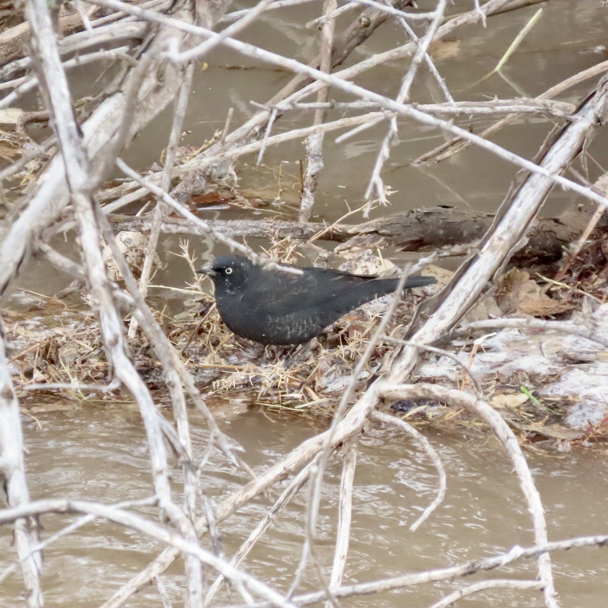 Rusty Blackbird - ML547649361