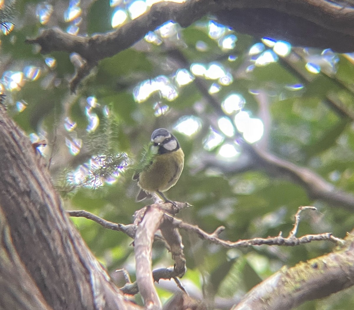 African Blue Tit - ML547650031