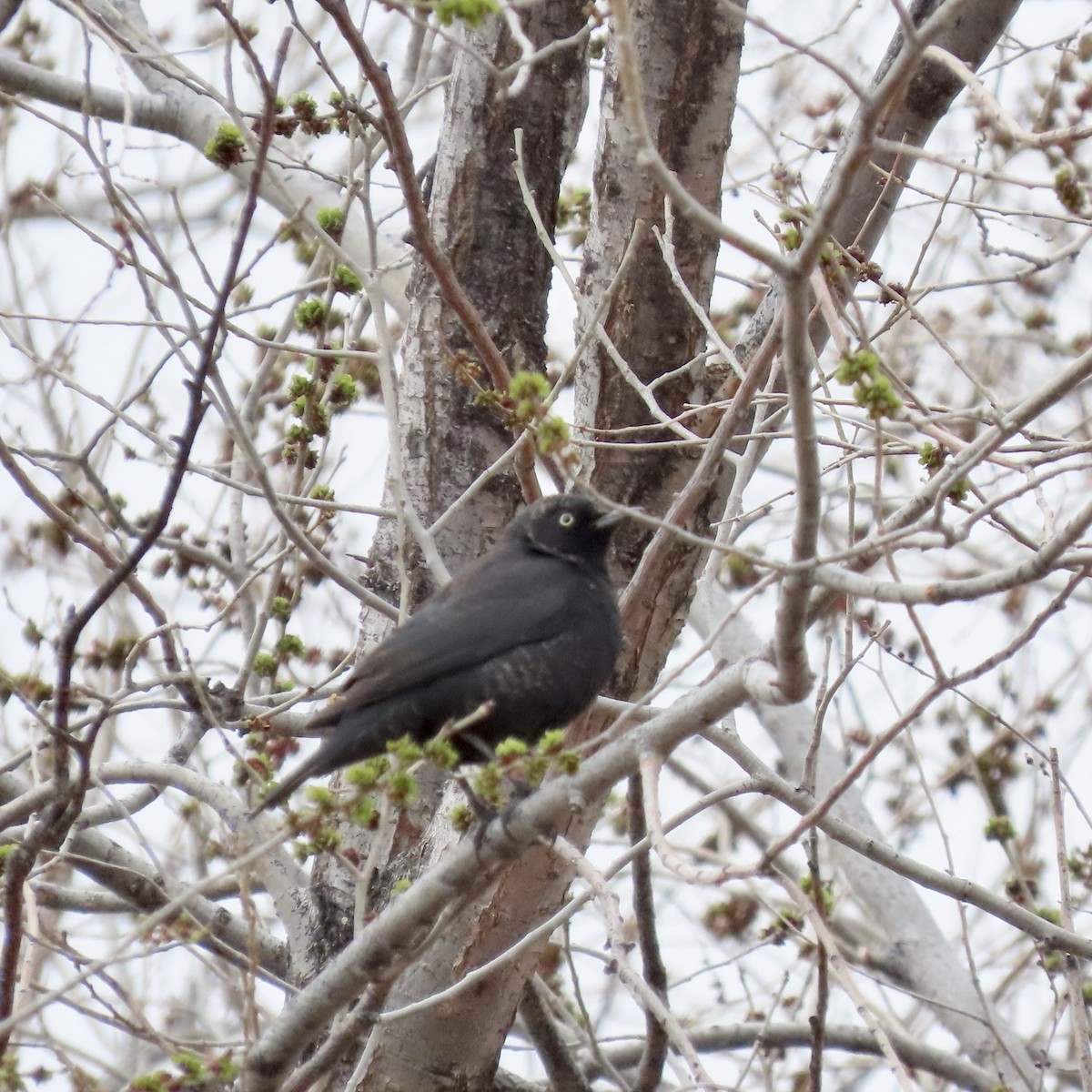 Rusty Blackbird - ML547650271