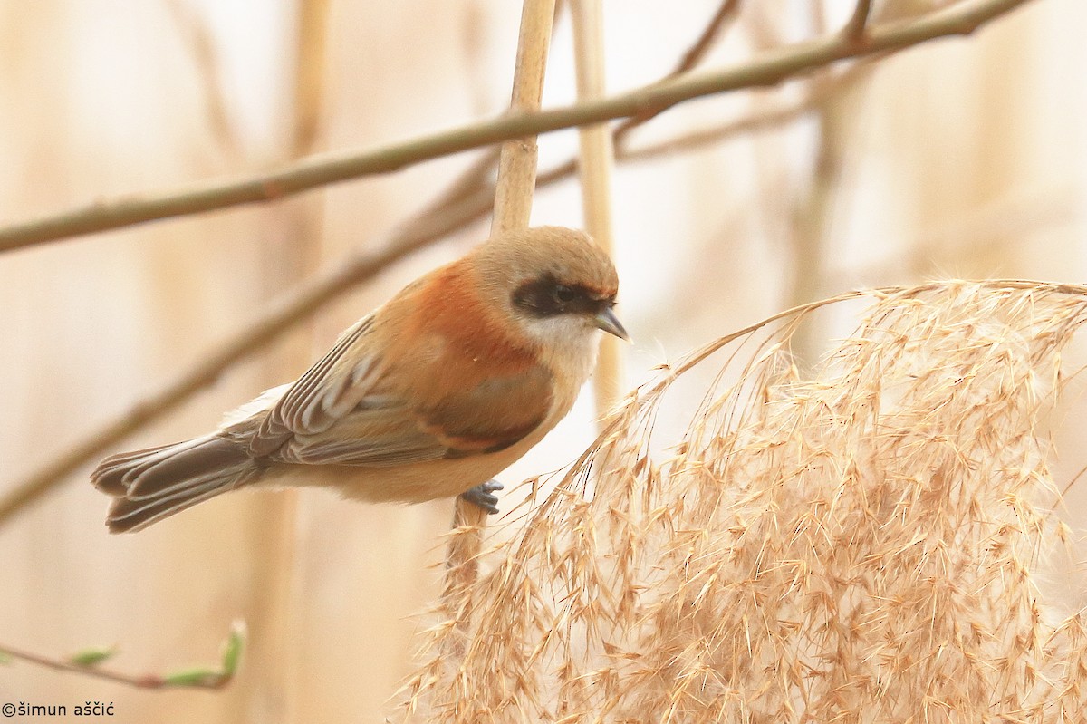 Eurasian Penduline-Tit - Šimun Aščić