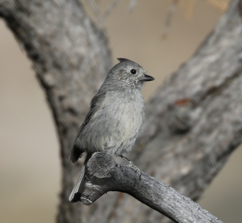 Juniper Titmouse - C. Jackson