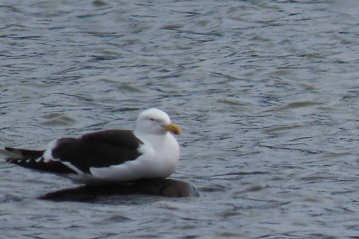 Kelp Gull - Barb Gregory