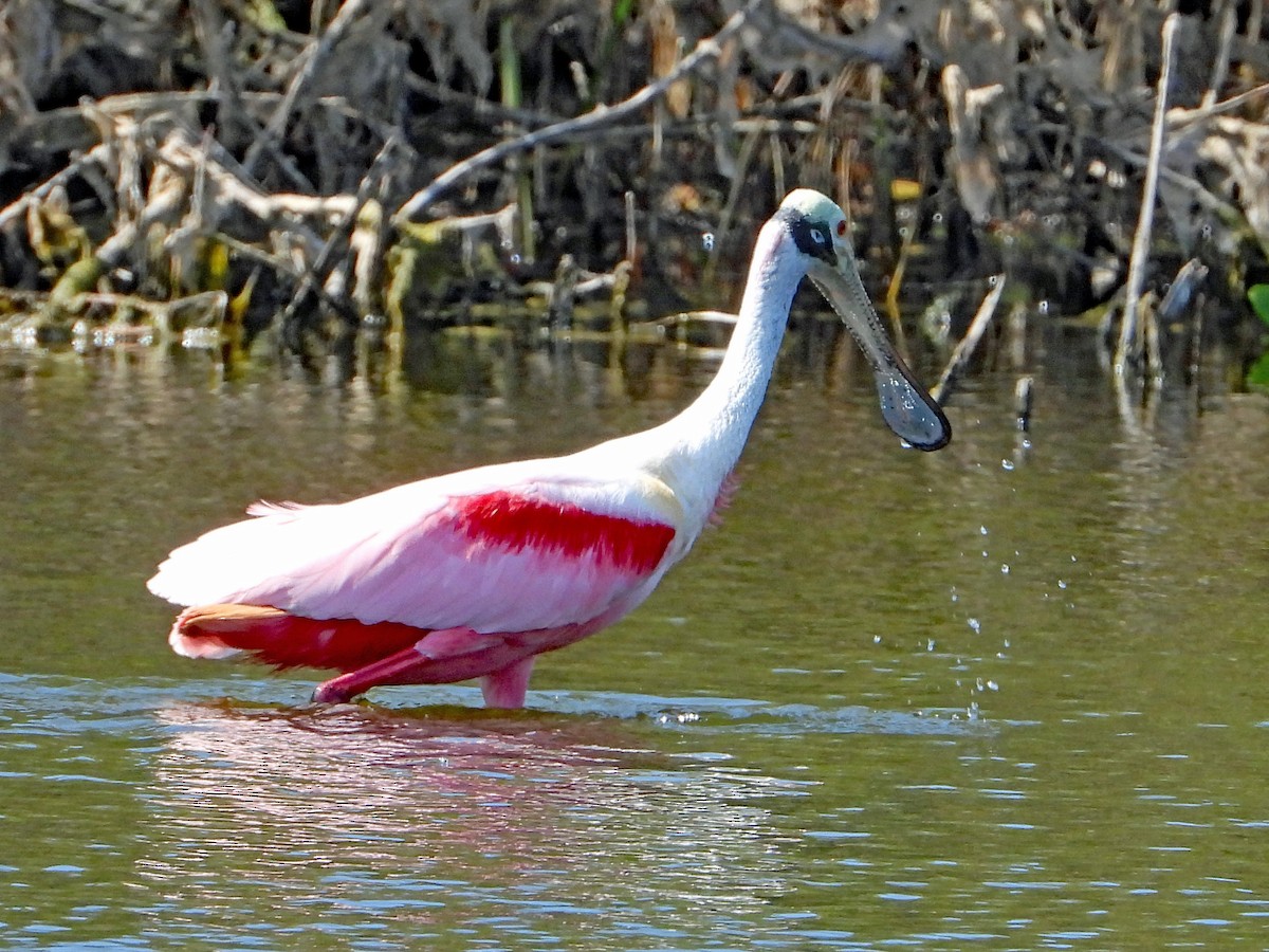 Roseate Spoonbill - ML547654261