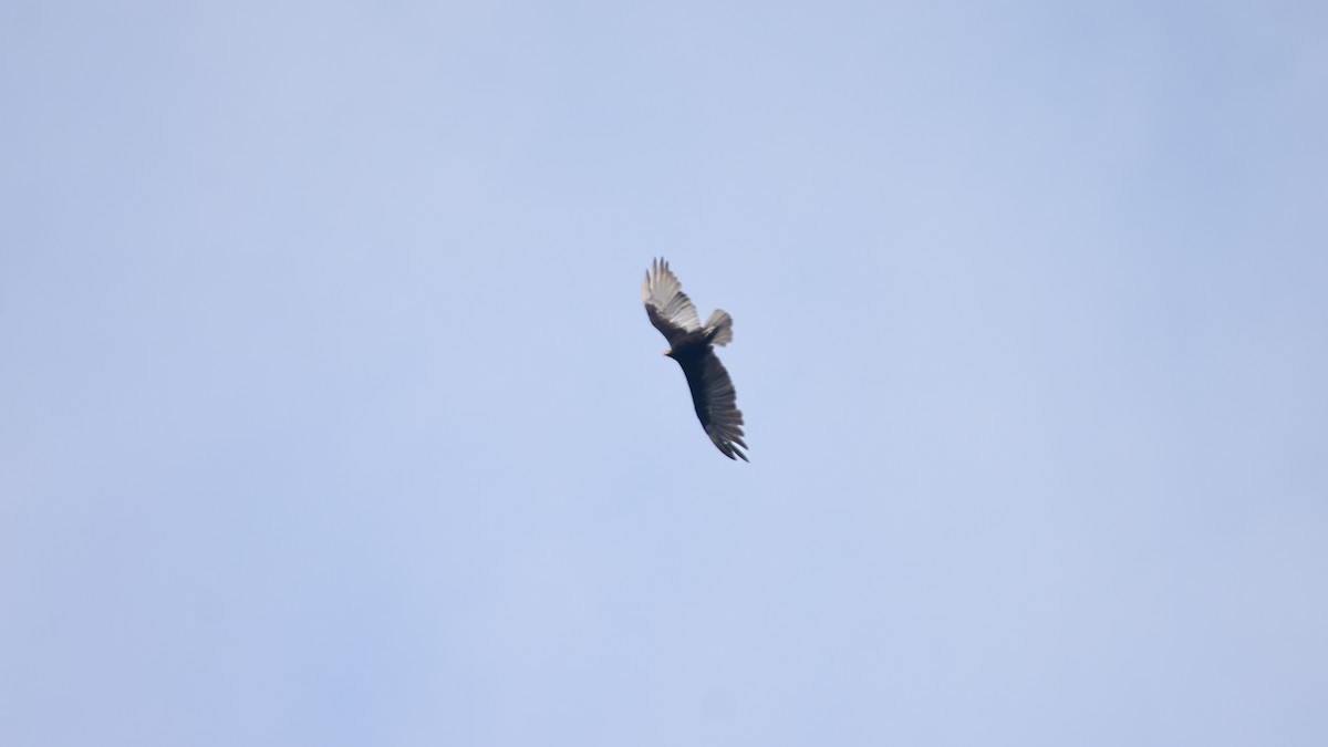 Turkey Vulture - ML547654681