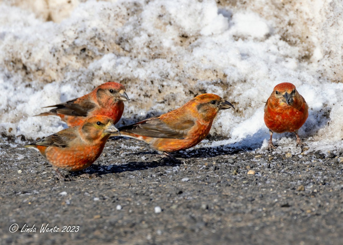 Red Crossbill - Linda Wentz