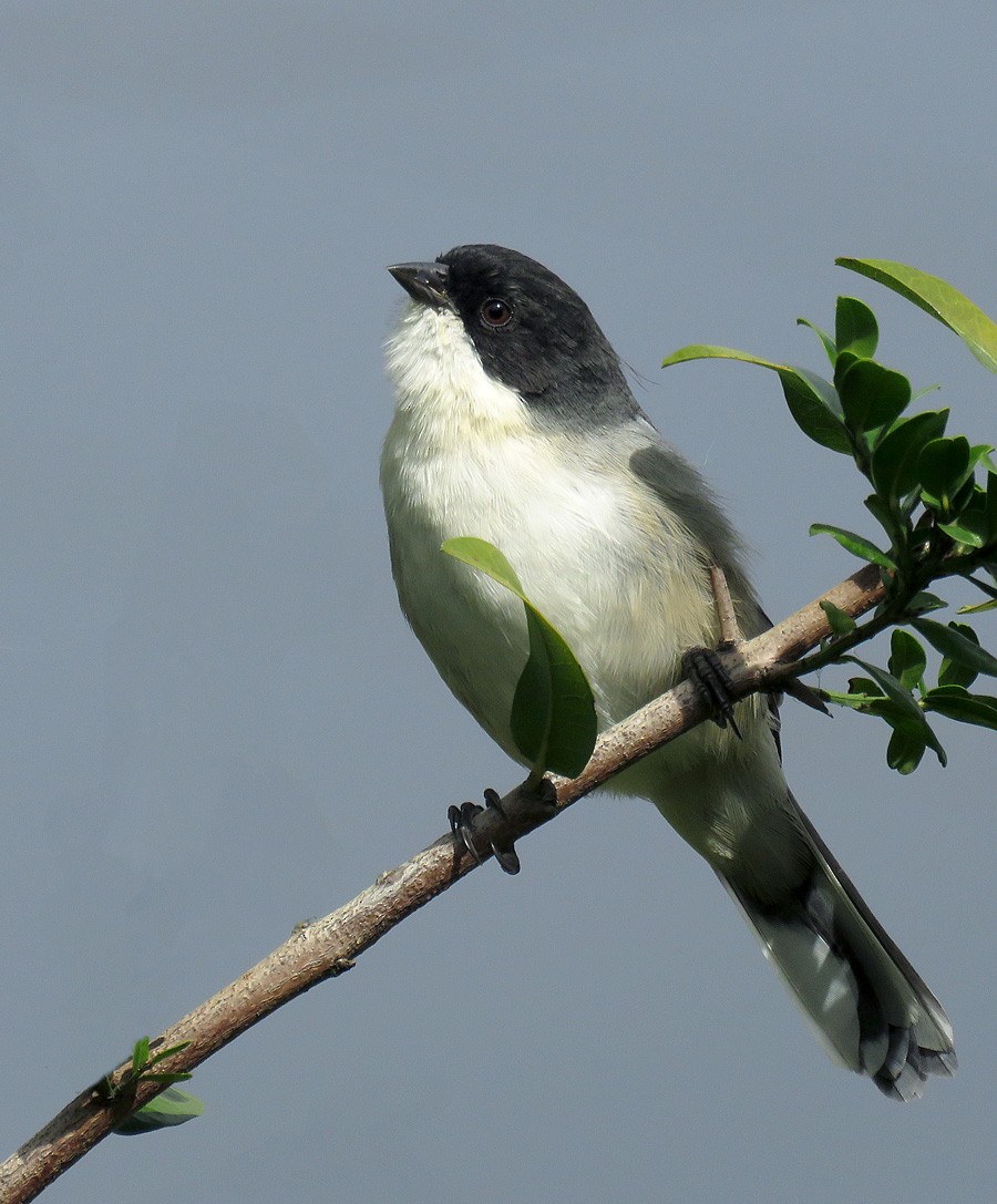 Black-capped Warbling Finch - Adrian Antunez