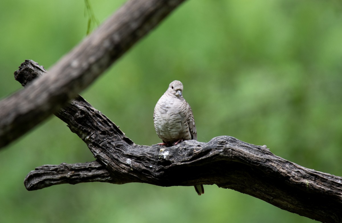 Inca Dove - Kelsey Biles