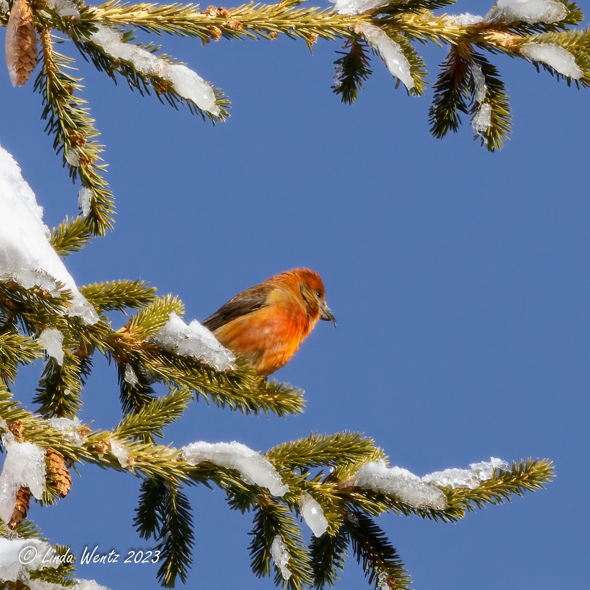 Red Crossbill - ML547655361