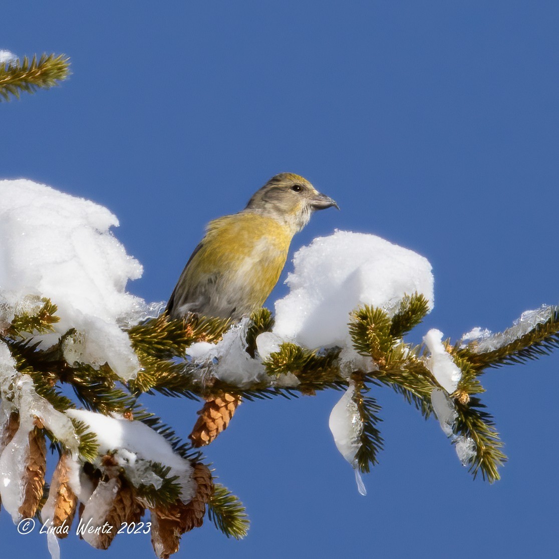 Red Crossbill - Linda Wentz