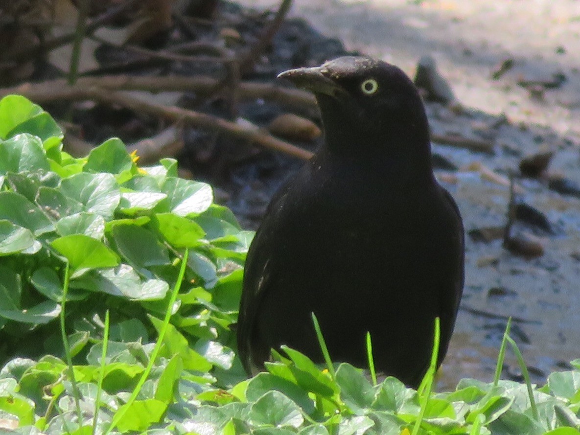 Rusty Blackbird - ML54765601